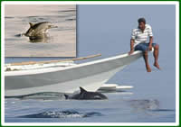 Dolphin Watching