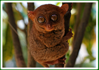Tarsier