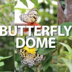 Butterfly Dome At Sagbayan Peak 3