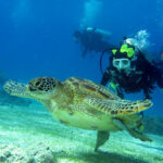 Bohol Scuba Diving Packages With Accommodations