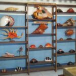 Nova Shell Museum Bohol 6